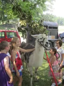 Friendly llama Juliet made a lot of kids happy on a summer's day.