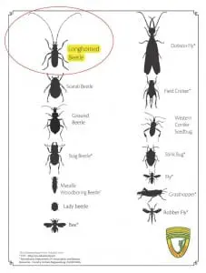 beetle poster