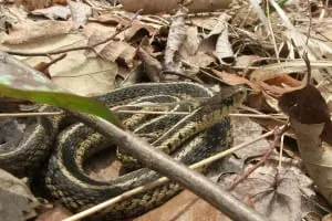The garter snake makes itself at home in the Hudson Valley. Photo by Pamela Golben