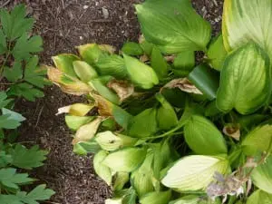 hosta leaves