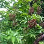 Image courtesy of Stonecrop Gardens
