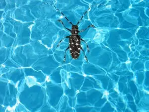 long horned beetle