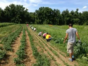 Volunteers at work in the vegetable fields.  Photo courtesy of Sarah Burns Feyl