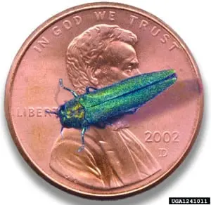Emerald ash borer (Agrilus planipennis) Source: Howard Russell, Michigan State University, Bugwood.org
