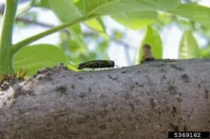 Emerald ash borer (Agrilus planipennis) Source: Marianne Prue, Ohio Department of Natural Resources - Division of Forestry, Bugwood.org