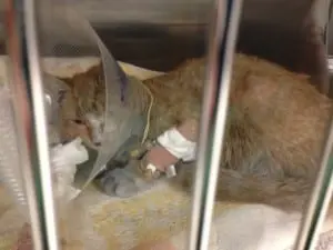 Twinkie, who was resuscitated at the scene of the fire, recovers at Hudson Highlands Veterinary Medical Group. (Photo courtesy of Hudson Highlands Veterinary Medical Group)