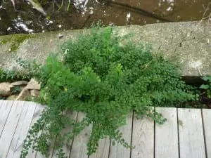 Japanese barberry growing into a walkway.