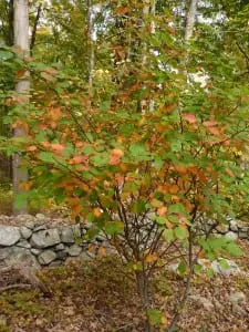 The native Shad or Amelanchier is a common understory tree in our local forests with streaked red and yellow leaves in fall.