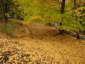 A sugar maple with a few green leaves remaining and many more on the ground.