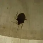 stink bug