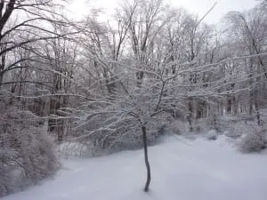 A fruit tree in a snow-covered landscape.