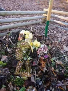 compost