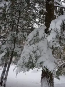 It would be good for plants and trees if we see snow-covered branches this winter. 