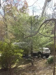 A white pine that's been cut back from the top. 