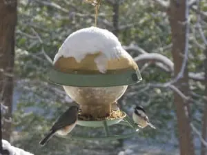 Volunteers in the count area can record sightings at their backyard feeders, too. (Photo by P. Doan)