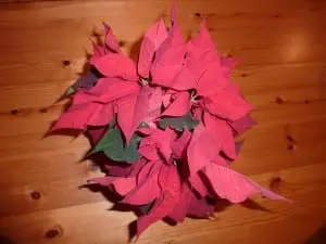 The colorful "flowers" on poinsettias are actually modified leaves. (Photo P. Doan)