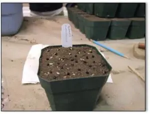 seeds in pot