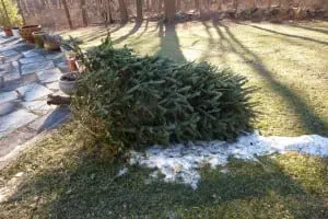 discarded xmas tree