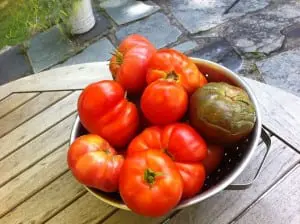 basket of tomatoes