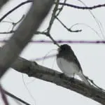 Junco Photo by Liz Schevtchuk Armstrong