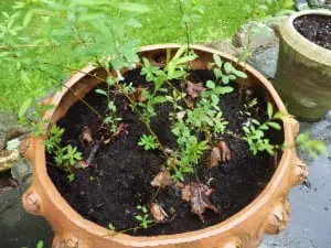 Meadowsweet seedlings wait to be transplanted to a permanent place in the yard. Photo by P. Doan