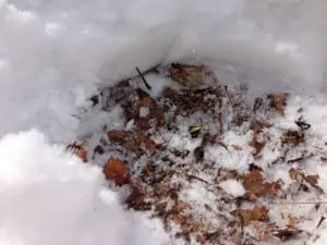 A tiny shoot coming up under the snow. Get a jump on spring with a cold frame or hoop bed. Photo by P. Doan