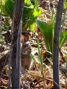 Northeastern cottontail rabbit in Maine (Photo by John Greene)