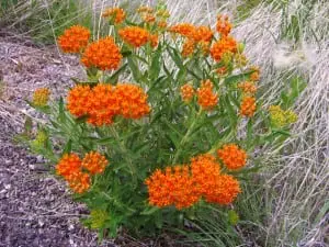 Asclepias tuberosa or pleurisy root, a native milkweed (Photo: Lady Bird Johnson Wildflower Center Collection)