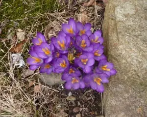Spring flowers like crocus get us in the mood to garden. (File photo by P. Doan)