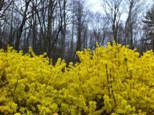 forsythia