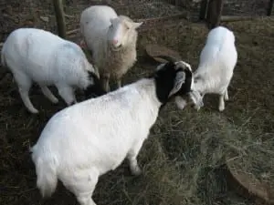 It'sâ
beenâ
aâ
roughâ
winterâ
forâ
residentsâ
atâ
Shepherd'sâ
Viewâ
Animalâ
Sanctuaryâ
justâ
outsideâ
Coldâ
Spring.