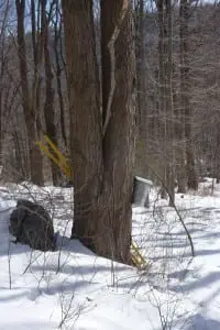 A spile and bucket attached to a sugar maple tree to gather sap for maple syrup. (Photo by P. Doan)