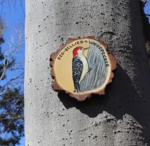 The Red-Bellied Woodpecker sign mounted on a tree on Boscobel's Woodland Trail of Discovery.