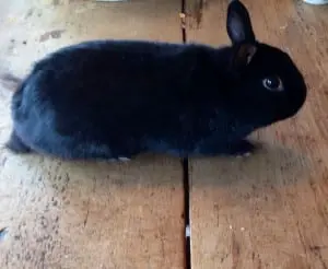 One of nine rabbits in need of a home.