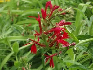 The cardinal flower, a native plant, will attract hummingbirds.