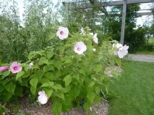 Perennial blooms don't necessarily need fertilizer. (Photo by P. Doan)