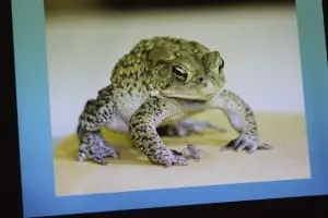 Aâ
projectedâ
imageâ
fromâ
Carlâ
Heitmuller'sâ
Toadâ
presentation