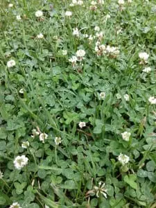 White clover, probably growing in your lawn, is in the same family as red clover, a cover crop. (Photo by P. Doan)