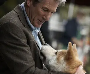 hachi