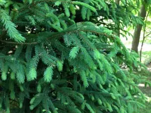 Healthy needles on a Norway spruce.