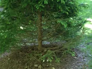 A bare spot on a Norway spruce could be caused by site conditions, pests or a fungus.