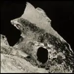 Bones, Black Beach, 2008, gelatin silver print by Lucille Tortora