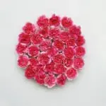 "Carnation" by John Allen
