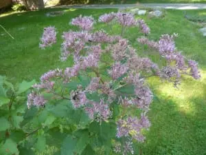 Bees enjoy the flowers of joe-pye weed.
