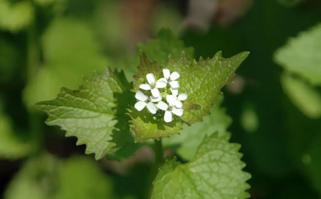 Garlic mustard can be edible as well.