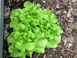 Lettuce started from seed grows well and produces nicely in shady spots on hot summer days.