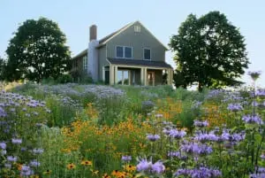 LWLA_Meadow01