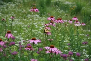 LWLA_Meadow06