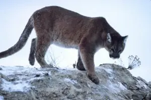 A National Park Service photo of a mountain lion in Yellowstone National Park