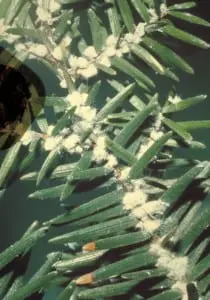 The woolly adelgid has a distinctive white coating on the branch and needles,